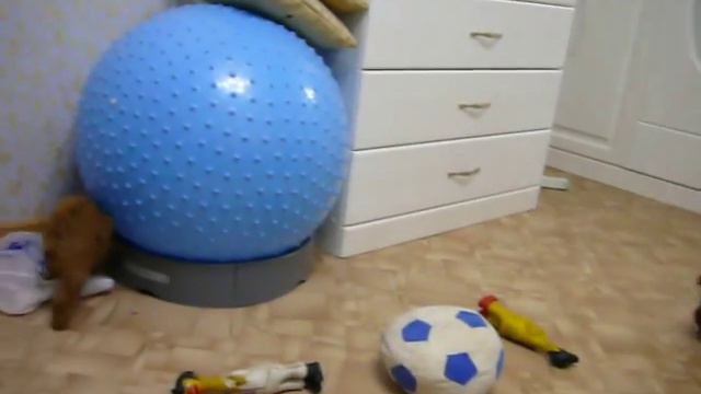 Щенки Зари и Пиноккио, 42 дня, д.р. 16.08.2013 г.