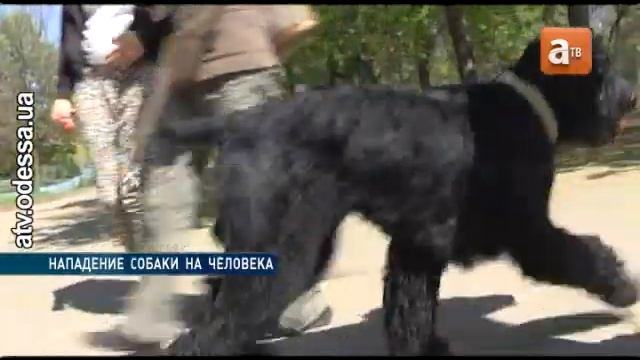 В парке Победы собака откусила ухо пенсионерке смотреть онлайн