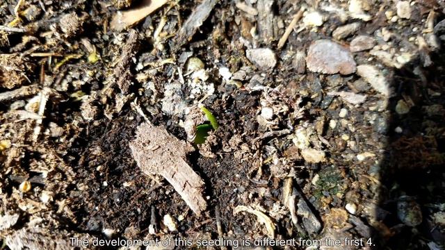 Growing Lemon Trees from Seeds, Days 14-31 смотреть онлайн