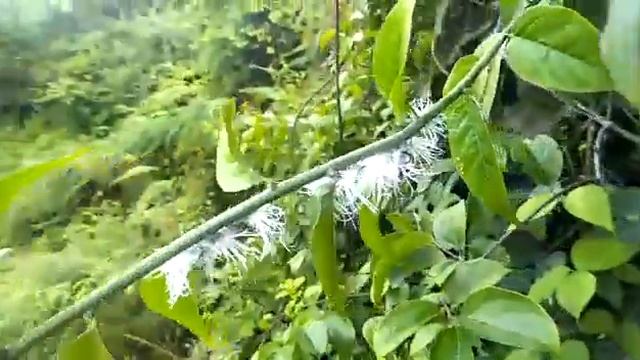 Flatida coccinea. White flower bug found in Arunachal Pradesh, India смотреть онлайн