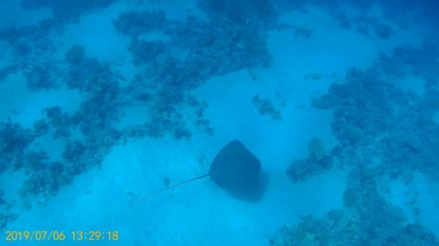 Довольно крупный хвостокол смотреть онлайн