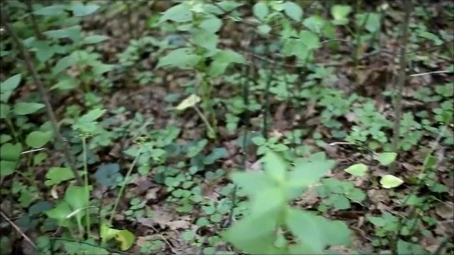 Broadleaf Forest (широколиственный лес) Deciduous Forest