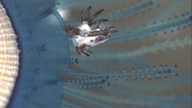 Их можно найти повсюду! Моллюски в природе и жизни человека. смотреть онлайн