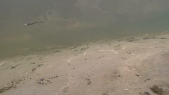 Обзор силиконовой приманки LUCKY JOHN Tioga Подводная съемка Overview Silicone Baits LUCKY JOHN Tio