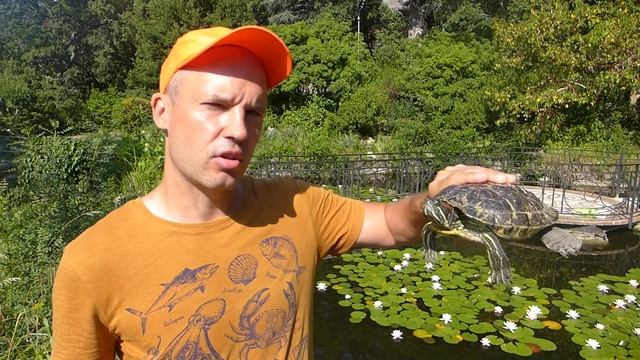 Из чего сделан панцирь черепахи? Есть ли черепахи в Ленинградской области? смотреть онлайн