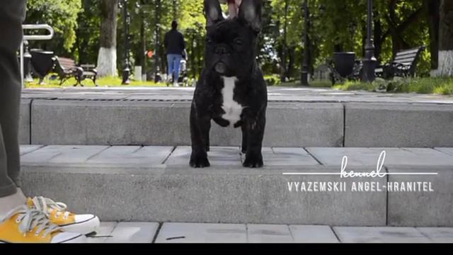 Питомник ВЯЗЕМСКИЙ АНГЕЛ-ХРАНИТЕЛЬ. смотреть онлайн