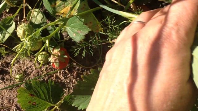 Огород:Клубника Корона смотреть онлайн