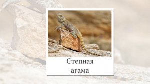 Животные пустынь и полупустынь. Презентация для детей. Карточки названия и фото.