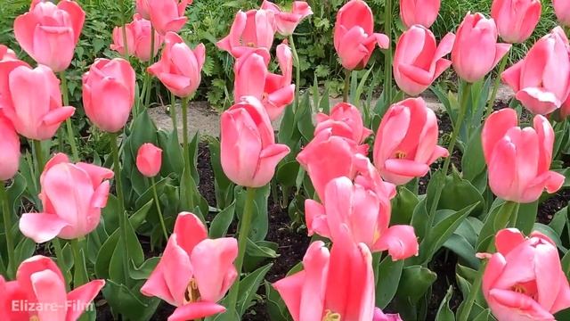 У пограничников суровые законы, с праздником братва