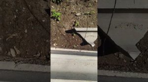 Водосток для отмостки ливневка жолоб