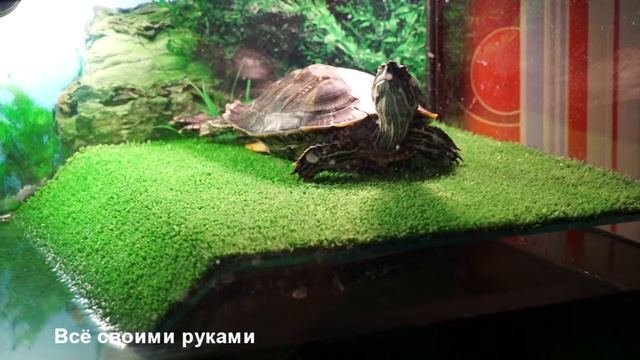 Уход и содержание красноухих черепах! смотреть онлайн
