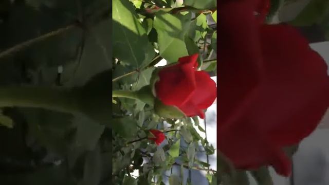Расцвела еще одна роза красавица "Восточный Экспресс"! Утро в саду. смотреть онлайн