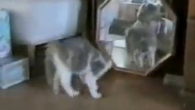 Коты прикалываются смотреть онлайн
