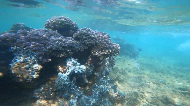 Coral reef Fort Galle Sri Lanka смотреть онлайн