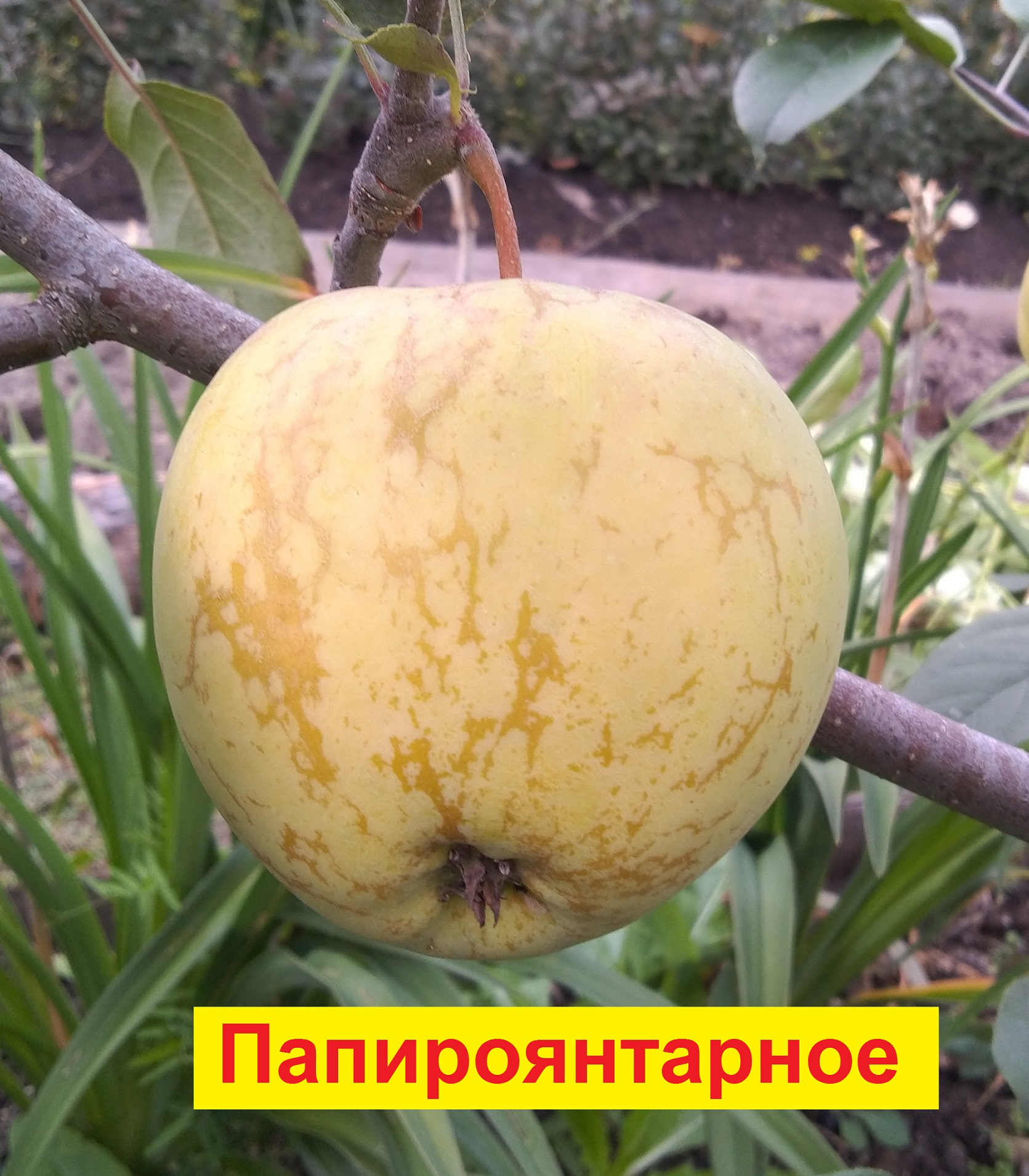 Сорт яблони Папироянтарное
плодоношение в моём саду