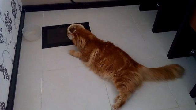 кот Мейн-кун