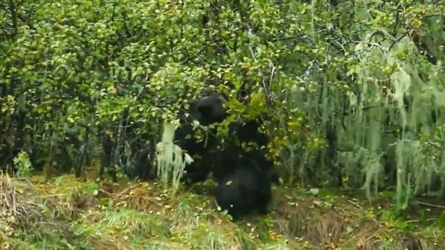 Bear non-vegetarian animal | dangerous animal|amitdevkush33 смотреть онлайн