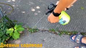 СОРНЯКАМ КОНЕЦ! ОБРАБАТЫВАЛ СОЛЬЮ, УКСУСОМ И МОЮЩИМ СРЕДСТВОМ