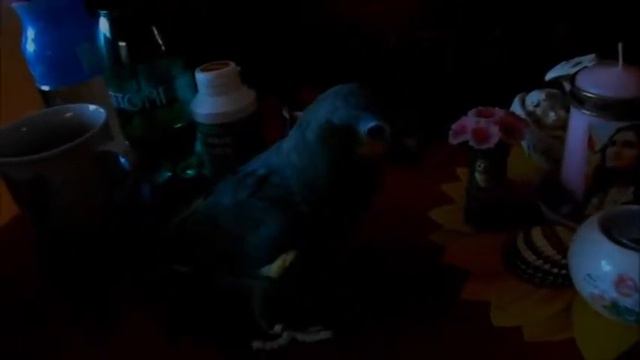 Parrot Krystof 'helping' in the kitchen. смотреть онлайн