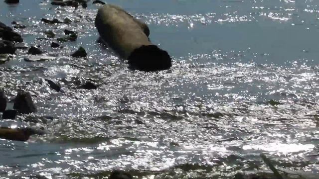 Перекат, река Вятка, лето 2013 смотреть онлайн