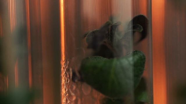 ЛУЧШИЙ СЕМЕННОЙ КАРТОФЕЛЬ репродукций элита и суперэлита / Компания СеДеК смотреть онлайн