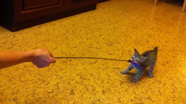 Веласкес смотреть онлайн