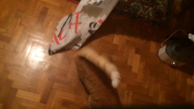 Рыжий кот нападает на человека. Рыжий кот атакует из засады. Опасный рыжий кот !!! смотреть онлайн