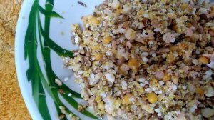 кормление голубят ?️