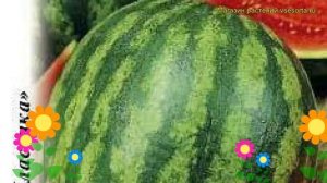 Арбуз Фотон (Арбуз). Краткий обзор, описание характеристик, где купить семена citrúllus lanátus