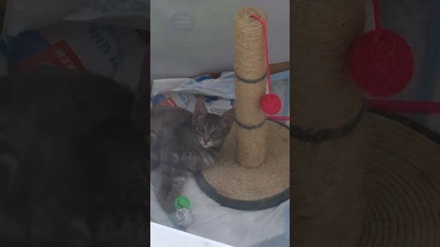 Очень ласковый дымчатый котенок 4 месяца нашел свой дом смотреть онлайн