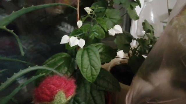 ДЕРЕВО СЧАСТЬЯ ДОЛЖНО БЫТЬ В ВАШЕМ ДОМЕ! СУПЕР ЦВЕТЕНИЕ смотреть онлайн