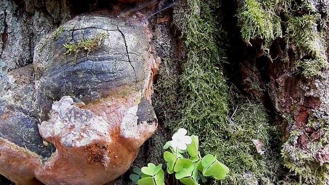 Ohňovec statný - ( houby Fungi) смотреть онлайн