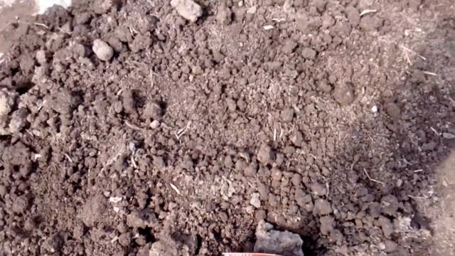 МОРКОВЬ......КАКИЕ СОРТА САДИМ смотреть онлайн