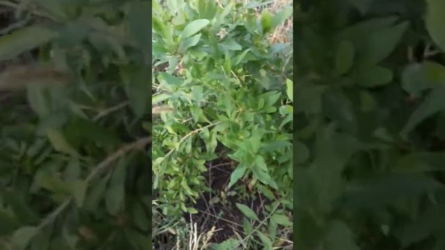 Ягоды годжи выращивание смотреть онлайн