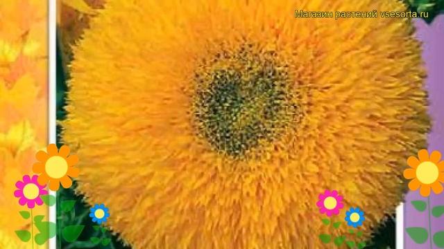 Подсолнечник Медвежонок. Краткий обзор, описание характеристик Helianthus Annus Medvezhonok