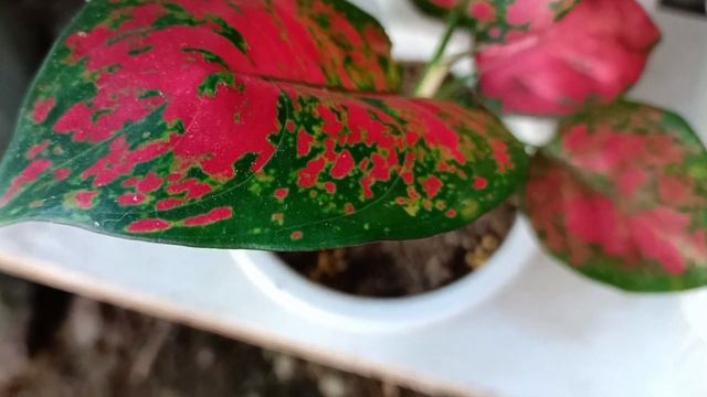 ADDING SLOW RELEASED FERTILIZER TO MY #aglaonema #chineseevergreen #aglaonemavarieties #plantlover смотреть онлайн