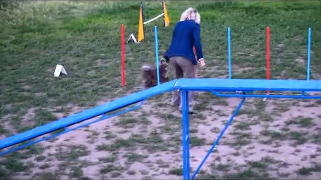 пудель смотреть онлайн