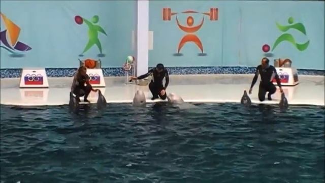 крик дельфина, отдых в Крыму (Крым)