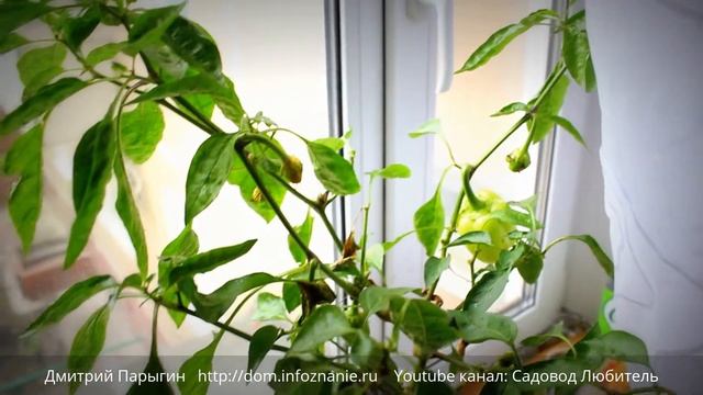 Эксперимент "рассада наоборот". Многолетний перец. Часть 3. смотреть онлайн