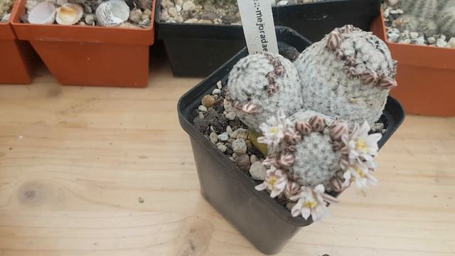 Эхинопсисы гибридные.Когда зацветают первый раз?Echinopsis-Hybride.