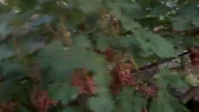 Виноград лучистый смотреть онлайн