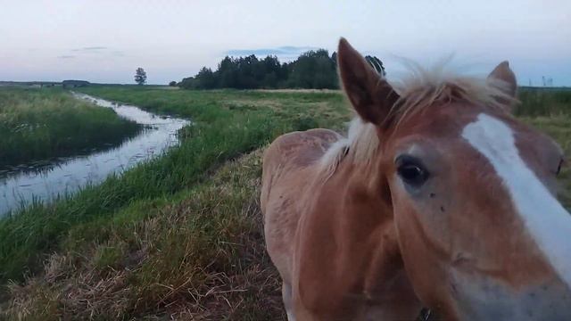 ЛОШАДИ/КОБЫЛА МАРУСЯ И ЖЕРОБКА РОЗА/horses/groove for sale смотреть онлайн