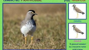 Чибис. Пигалица. Голоса птиц