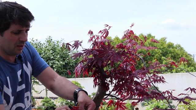 Enxerto - Acer Palmatum BloodGood смотреть онлайн