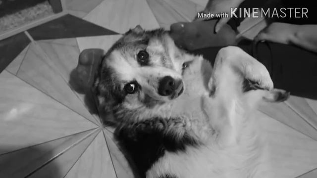 Память о шарике...😭🥺💦// Вредина лайф смотреть онлайн