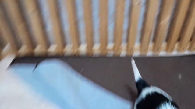 Щенкам ККЧС месяц. Открыта бронь. смотреть онлайн