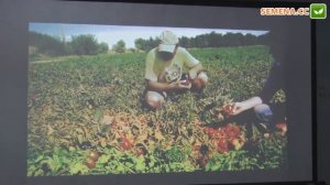 Пьетра росса F1 томат (Clause) семинар 22.11.2016