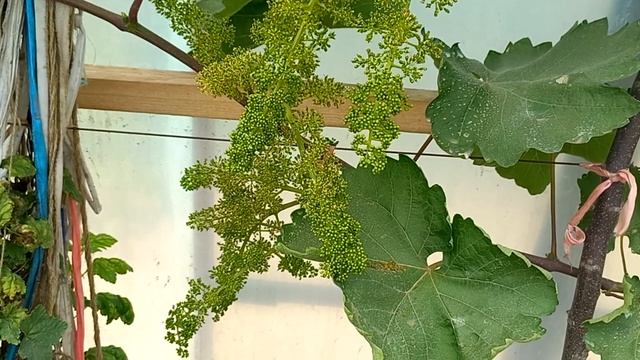 Виноград Бананас на второй год смотреть онлайн