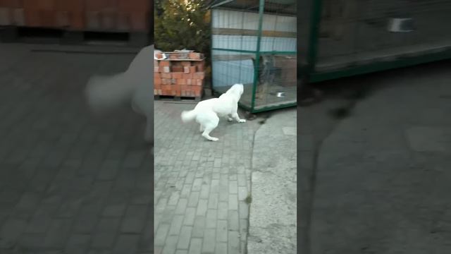 Кокос уже вздрагивает😅 #алабай #сао смотреть онлайн