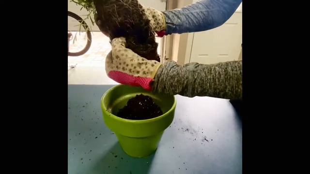 How to Plant Lavender in Pots смотреть онлайн